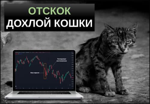 Отскок дохлой кошки