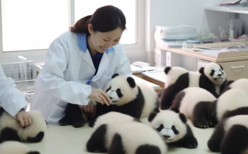 интересная профессия няня панды