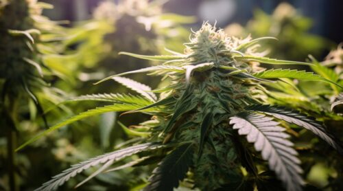 канаббис грешные акции