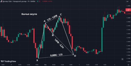 бычья акула