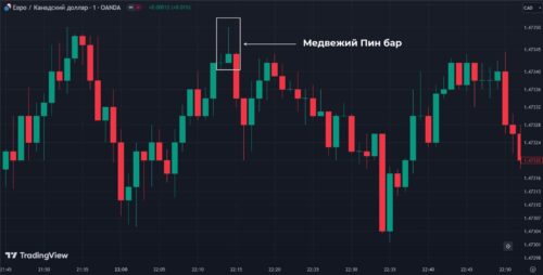 медвежий пин бар